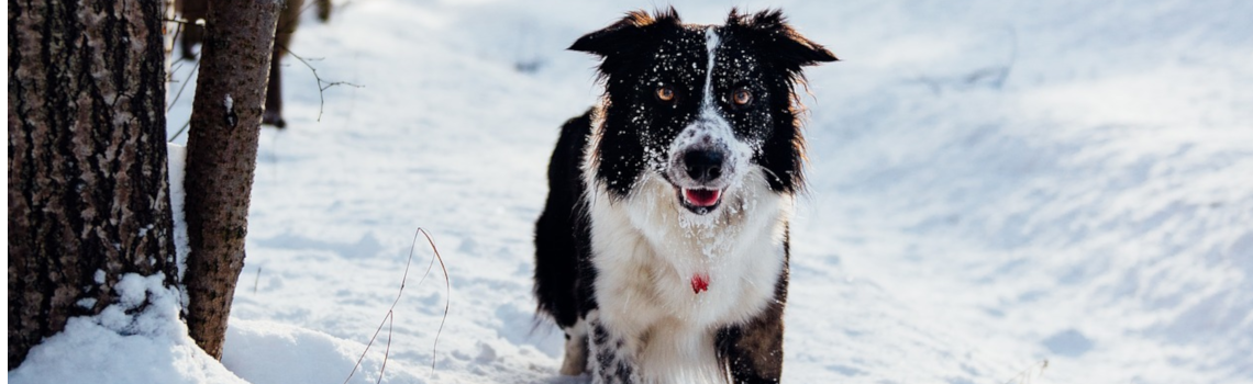 Getreidefreies Hundefutter Vom Bodensee Lakefields Manufaktur